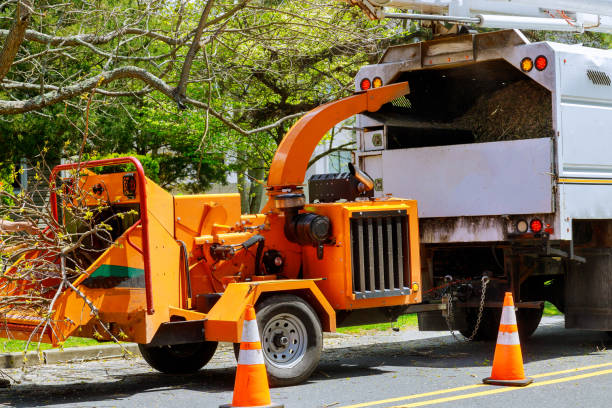 How Our Tree Care Process Works  in Galena, IL